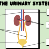 The Urinary System - Image 3
